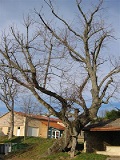 Tilleul de Sully (17 ème)