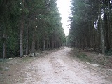 Chemin Forestier