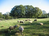 Moutons � Fontclauze