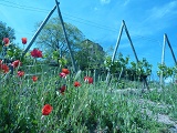 Vigne du prieur�