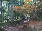 Chemin Forestier