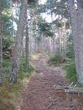 Chemin Forestier