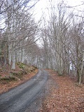 Route dans les Bois