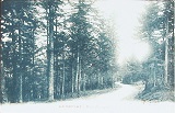 Dans les Sapins