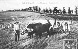 Moisson à Cambefort