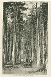 Sous-bois