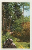 Sous-bois
