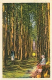 Sous-bois