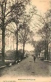 Rue