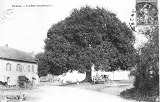 Arbre centenaire